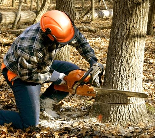 Tree Removal in Calvert, TX
